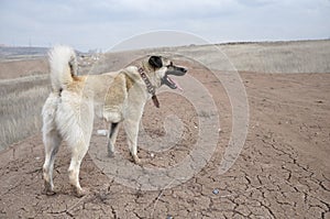 Anatolian Shepherd Dog kangal photo