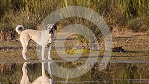 Anatolian Shepherd Dog On Lake Shore