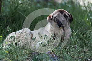 Anatolian shepherd dog photo