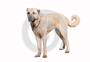 Anatolian shepherd dog sivas kangal in isolated white background photo