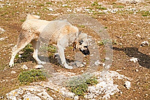 Anatolian shepherd dog with spiked iron collar