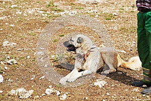 Anatolian shepherd dog with spiked iron collar