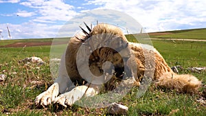 Anatolian shepherd dog with spiked iron collar lying on pasture. Spiked iron collar protects the necks of dog against wolf