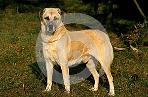 Anatolian Shepherd Dog standing on Grass