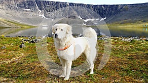 Anatolian shepherd dog. photo