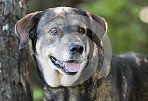 Anatolian Shepherd mixed breed dog adoption photo