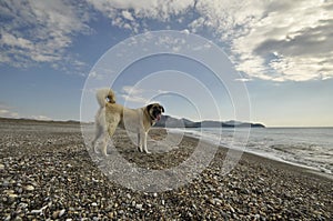 Anatolian Shepper Dog Kangal photo