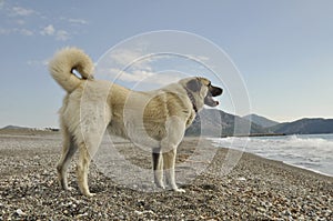 Anatolian Shepperd dog