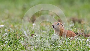 Anatolian Souslik Ground Squirrel