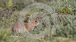 Anatolian Souslik Ground Squirrel in Grassland