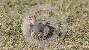 Anatolian Souslik Ground Squirrel on Meadow