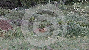 Anatolian Souslik Ground Squirrel in Prairie