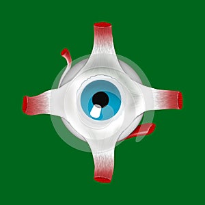 Anatomic illustration of an eye