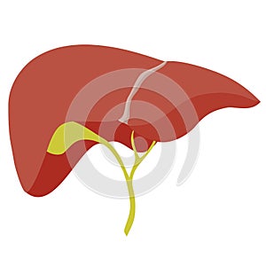 Anatomic liver illustration