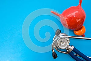 Anatomic study model of bladder with prostate and stethoscope on blue background occupy half of photo, in second half - empty spac photo