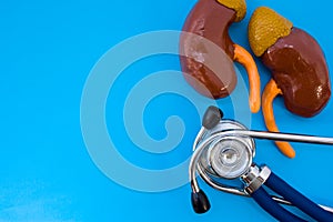 Anatomic study model of kidneys with adrenals and stethoscope on blue background occupy half of photo, in second half - empty spac