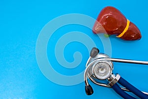 Anatomic study model of liver or hepar and stethoscope on blue background occupy half of photo, in second half - empty space for t photo