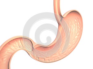 Anatomical 3D illustration of the interior of a stomach, the gastric mucosa is seen