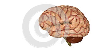 Anatomical 3D model of human brain for medical students