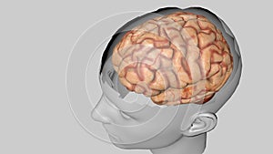 Anatomical 3D model of human brain for medical students