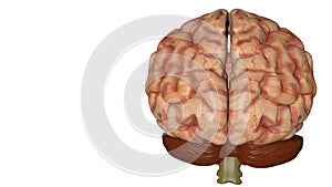 Anatomical 3D model of human brain for medical students