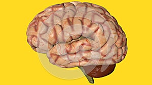 Anatomical 3D model of human brain for medical students