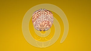 Anatomical 3D model of human brain for medical students