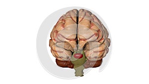 Anatomical 3D model of human brain for medical students