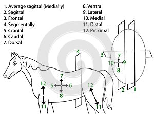 The anatomical areas of the body.