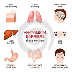 Anatomical barriers. Innate immune system