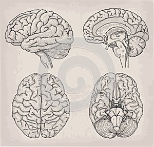Anatomical Brain human illustration. Medicine, Vector illustration poster. Anatomical high detailed. Medical study front back top photo