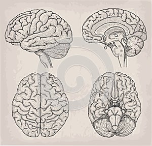 Anatomical Brain human illustration. Medicine, Vector illustration poster. Anatomical high detailed. Medical study front back top