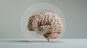 The Anatomical Brain Model.AI generated image