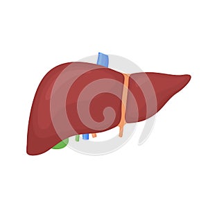 Anatomical colorful human liver, gallbladder scientifically accurate on white background. Medical science vector anatomy