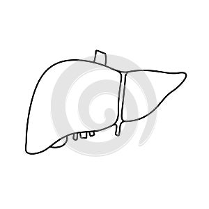 Anatomical contour human liver, gallbladder scientifically accurate on white background. Medical science vector anatomy