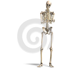 Anatomico aggiustare maschio scheletro 