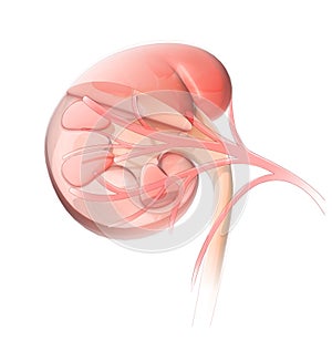 Anatomical 3D illustration of Kidney, with a section of a kidney, you can see the inside and the veins. photo