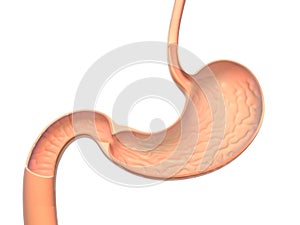 Anatomical 3D illustration of a section of a stomach, you can see the interior. photo