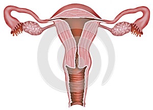 The uterus photo