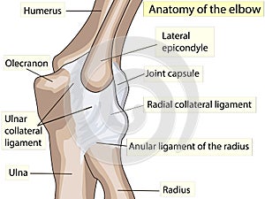 Anatomical design. posterior and radial collateral ligament of the elbow joint.