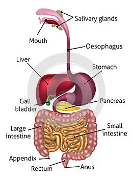 Anatomical Diagram Digestive Tract