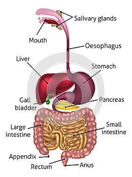 Anatomical Diagram Digestive Tract photo
