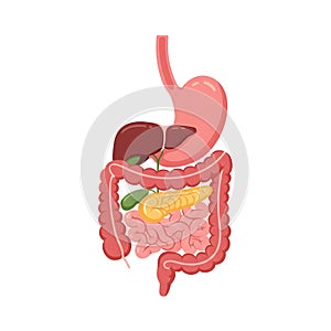 Flat vector illustration of human abdomen, human abdomen diagram, vector illustration of human organs