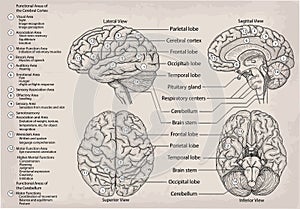 Anatomical diagram of human Brain. Medicine, Vector illustration