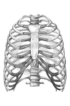 Anatomical drawing