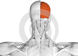 Anatomical drawing of neck muscles highlighting right side brain.