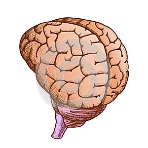 Anatomical Head Organ Human Brain Vintage Color Vector photo