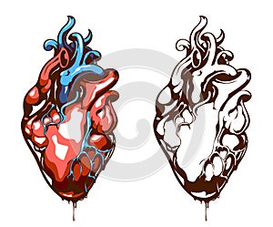 Anatomical heart photo