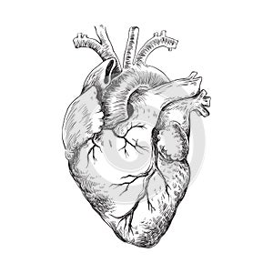 Anatomical heart black and white illustration photo