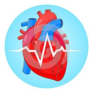 Anatomical heart cardiogram